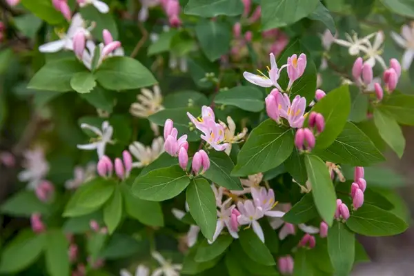 Lonicera tatarica или татарски орлови нокти