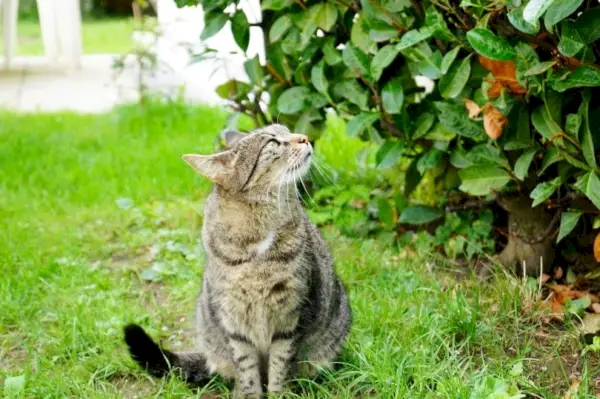 10 kvapų, kurie traukia kates: veterinarijos patvirtinti kvapai, kurie patiks jūsų kačiukui