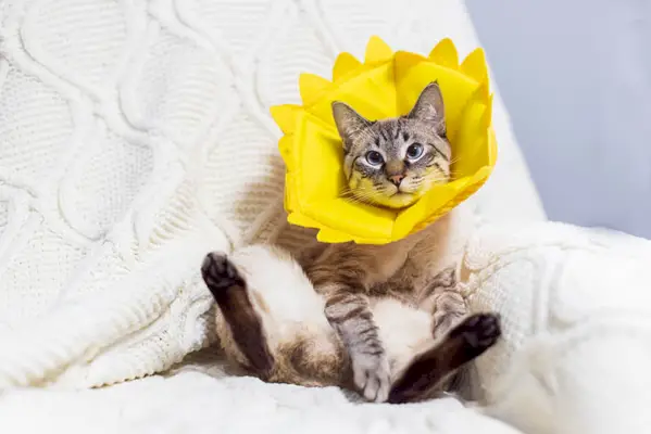 gato malhado de ponta de lince usando coleira de flor