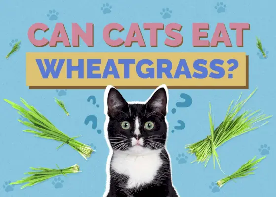 Hepper_Can Cats Eat_Wheatgrass