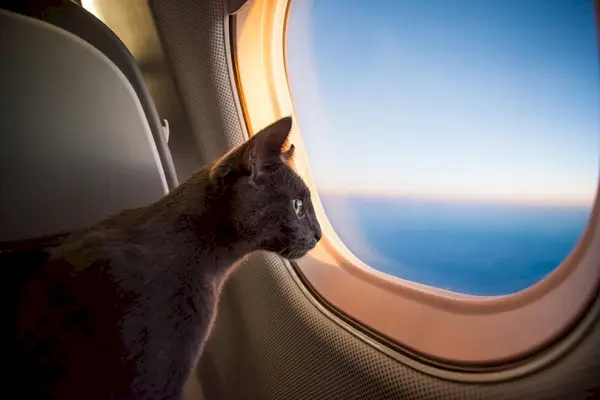 Kann ich meine Katze im Flugzeug mitnehmen? Fluggesellschaften, die dies zulassen, und Richtlinien