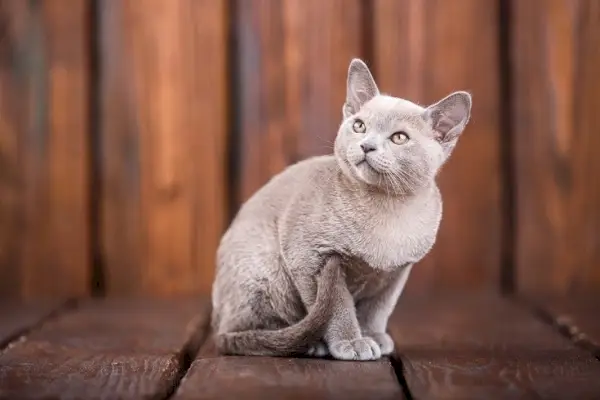 Europäische Burma-Katze