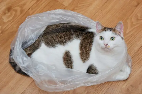 plastik torbanın içinde yatan kedi