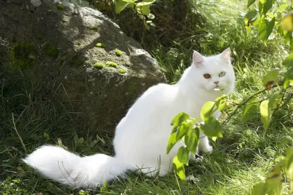 White Maine Coon pózuje v štúdiu