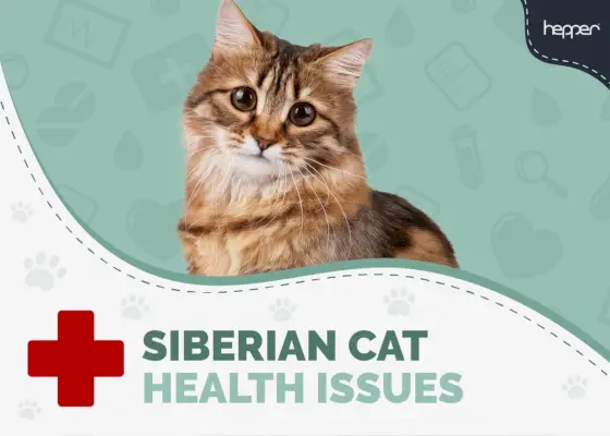 5 zdravstvenih problema sibirske mačke: prevencija i liječenje odobreno od strane veterinara