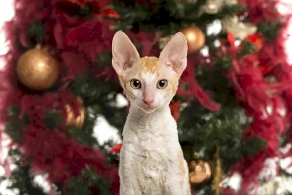 cornish rex framför en julgran