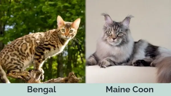 Hepper - Bengál vs Maine Coon egymás mellett