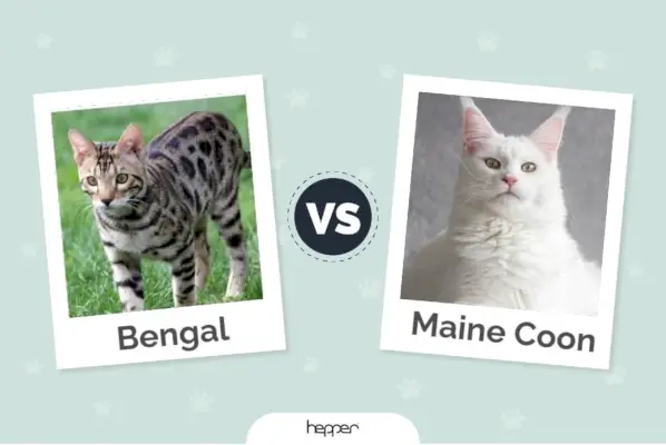 Hepper – Bengál vs Maine Coon Kiemelt