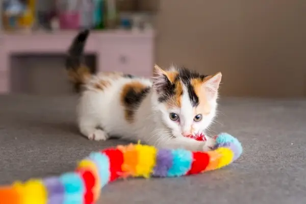 Kattunkätzchen spielt mit Spielzeug