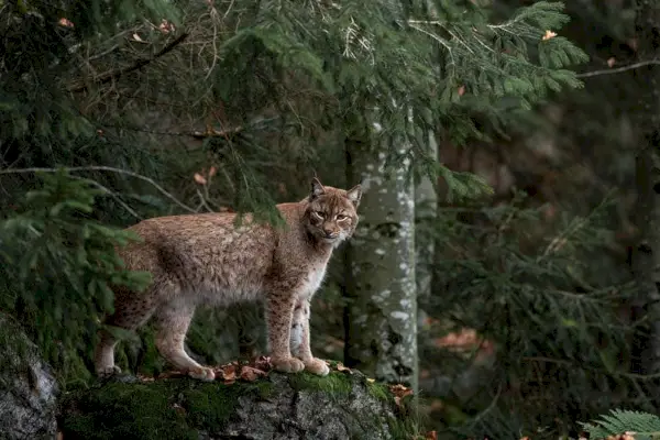 Maine Coon vs Bobcat: miten ne eroavat? (kuvien kanssa)