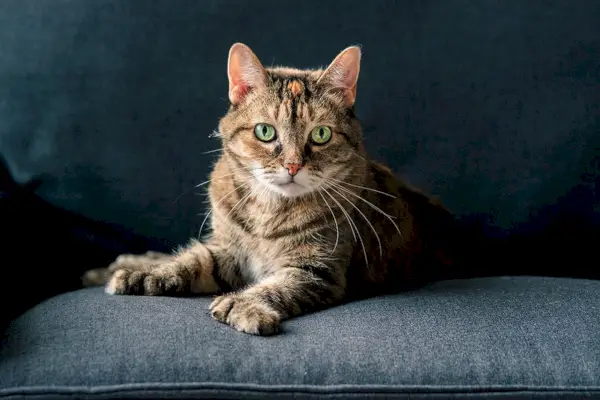 Tabby-Polydaktyl-Katze sitzt auf der Couch