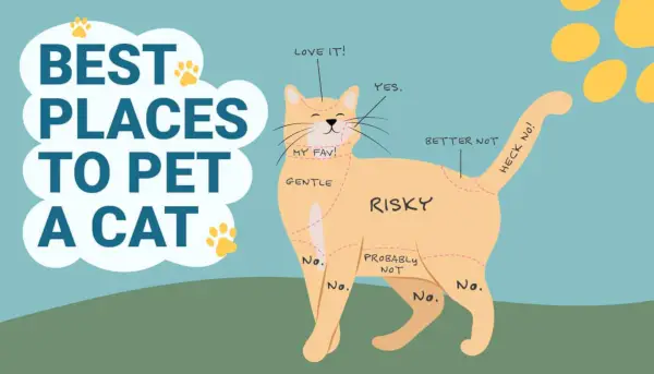 PetKeen_Best Places to Pet a Cat_Infographic_v1-2 FINAL_24. Januar 2024-01