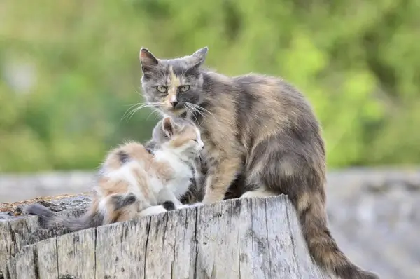 Katzenmutter beschützt ihr Kätzchen