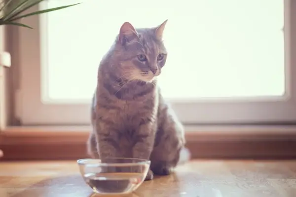 Eine getigerte Katze sitzt neben einer Schüssel mit Wasser