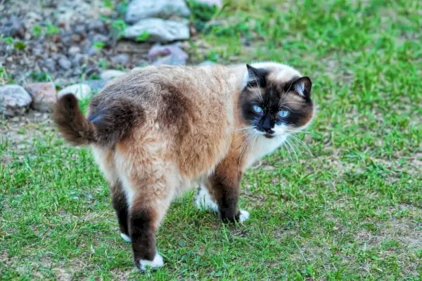 snösko katt på gräs