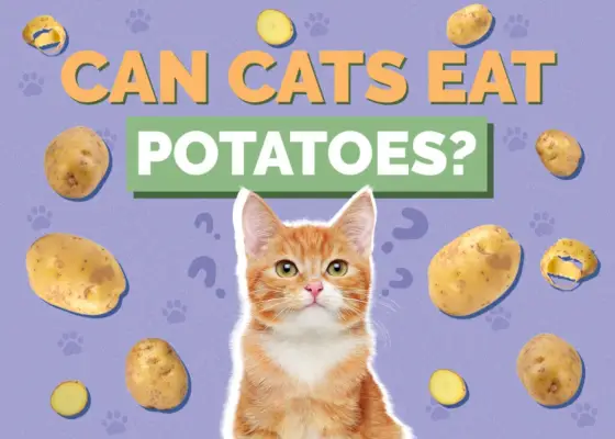 I gatti possono mangiare le patate? Guida alla salute e alla sicurezza rivista dai veterinari