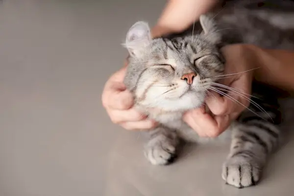 persona acariciando a un gato