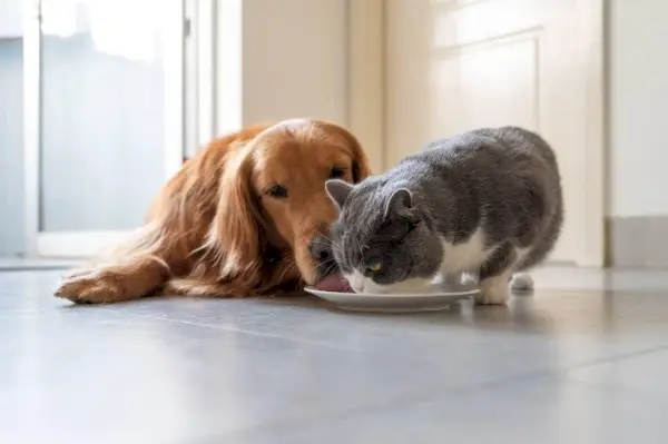 perro comiendo comida para gatos