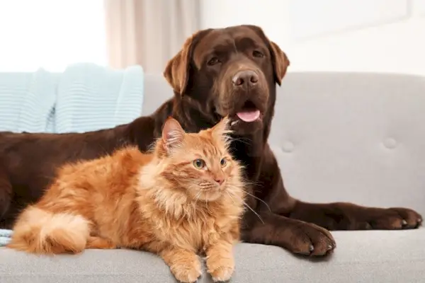 gato y perro juntos en el sofá