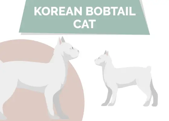 Korean_Bobtail_Cat