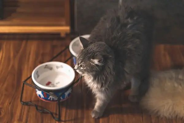 Graue Katze neben einer aufgezogenen Katze