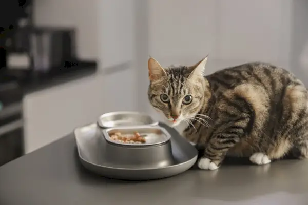 Tabby-Katze frisst Hepper Nom Nom Grey auf der Theke