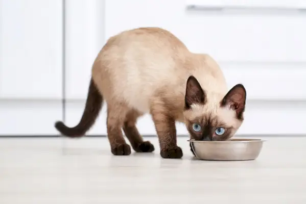 chat mangeant de la nourriture dans un bol à la maison