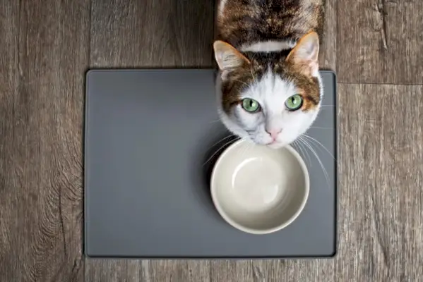 chat affamé aux yeux verts attendant le dîner devant un bol vide