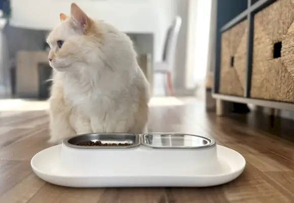 Gamelle pour chat Hepper NomNom avec chat blanc 2