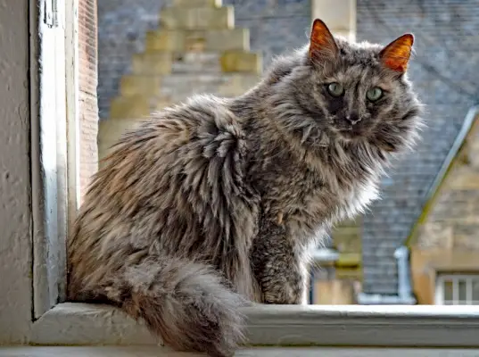 smoke Turkish angora_AnnuO, Shutterstock