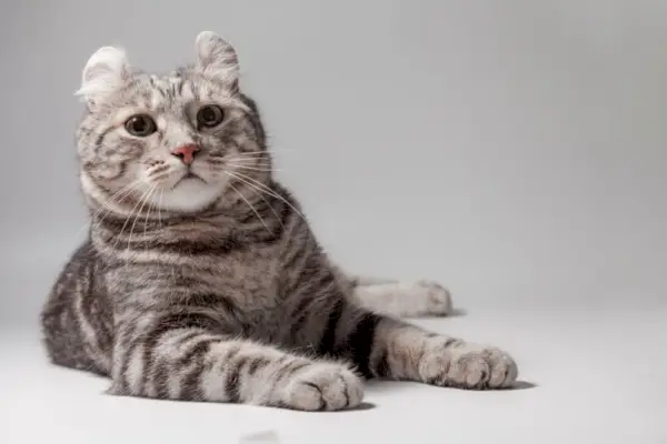 American curl tabby culoare șezând