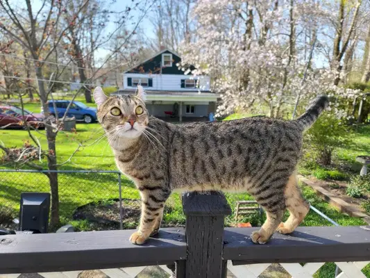 Highlander steht auf einem Verandageländer