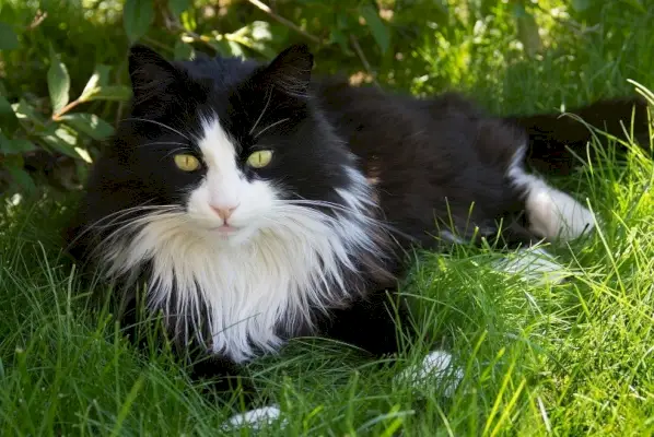 Schwarz-weiße Hauskatze mit langem Haar