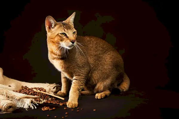 Chausie-Katze auf dunklem Hintergrund