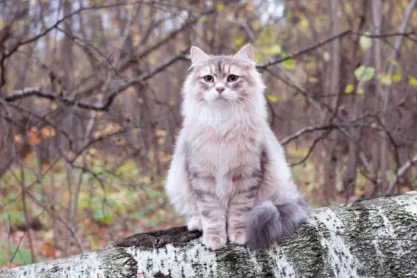 Sibirische Katze sitzt auf einem Baumstamm