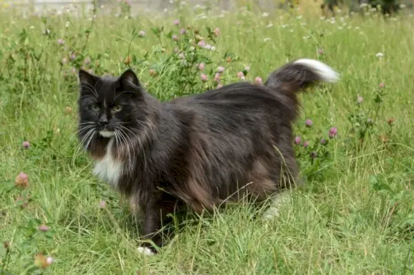 Eine norwegische Waldkatze, die auf Gras steht