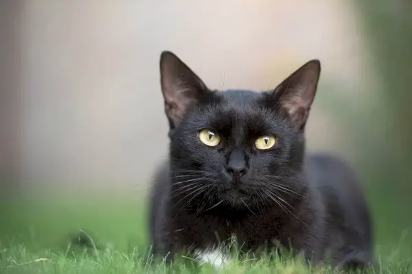 Eine junge Polydaktyl-Schildpatt-Maine-Coon-Katze auf dunklem Hintergrund