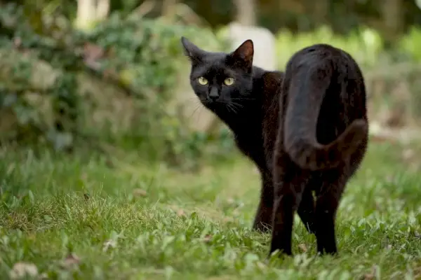 Schwarze Katze im Garten