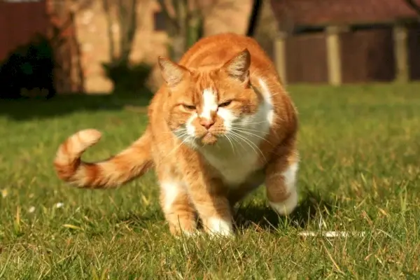 Orange Katze sieht ernst aus