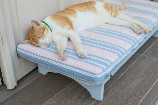 3 DIY samogrelne mačje postelje, ki jih lahko naredite danes (s slikami)