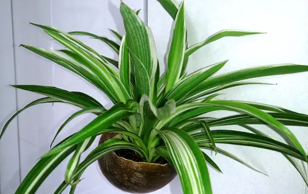 Hämähäkkikasvi (Chlorophytum comosum)