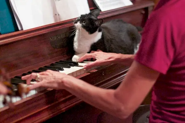 Chat musicien assis au piano