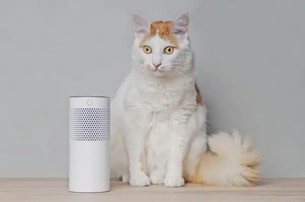 chat tigré assis à côté d'un haut-parleur intelligent