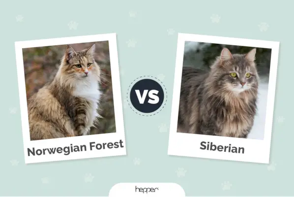 Chat des forêts norvégiennes vs chat sibérien : différences visuelles et aperçu (avec images)