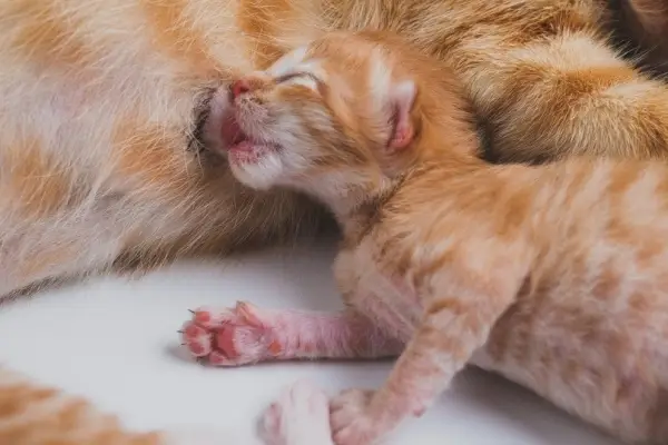 un chaton nouveau-né boit sa mère