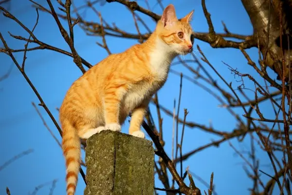 chat tigré rouge assis sur une colonne cimentée