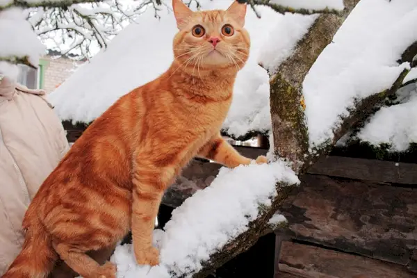 chat tigré rouge grimpant sur une branche d'arbre