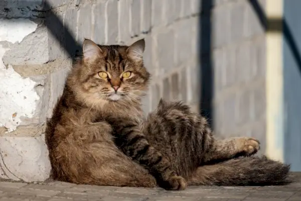 de kat die tegen de muur zit, ziet eruit als een persoon in het frame