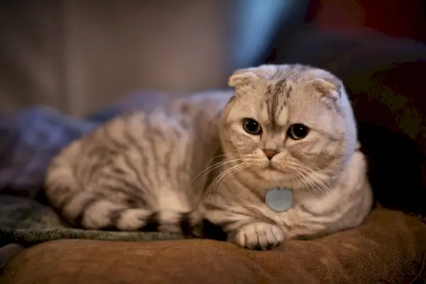 scottish fold munchkin mačka ležiaca na vankúši