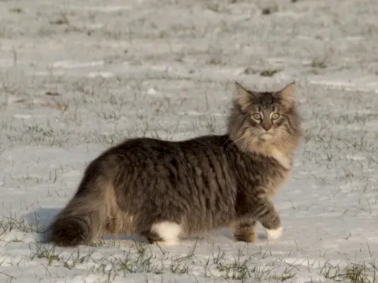 Skuša Tabby Pattern Norveška šumska mačka